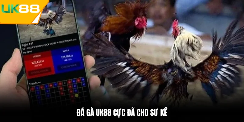 Cá cược đá gà đỉnh cao với kèo giá trị