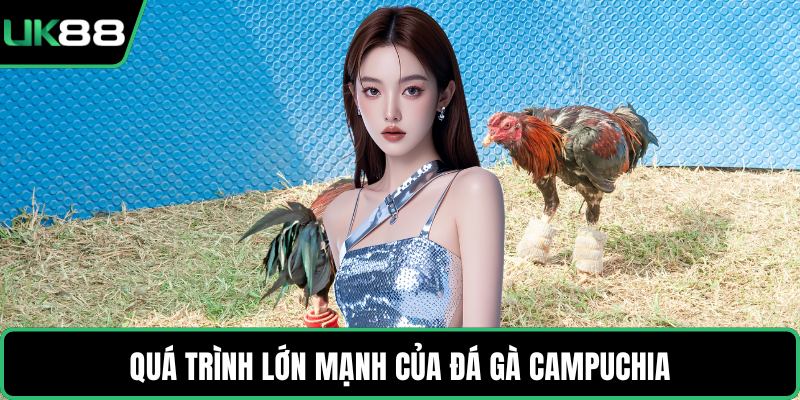 Quá trình lớn mạnh của đá gà Campuchia
