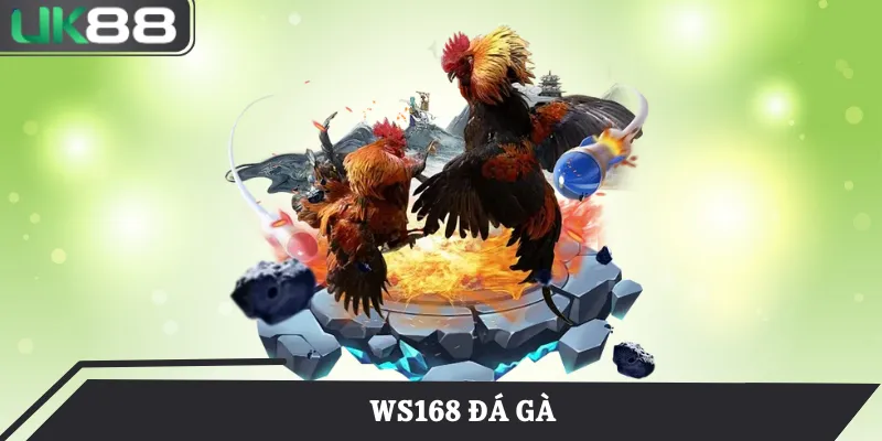 ws168 đá gà