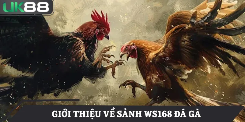 WS168 đá gà tại UK88 mang đến trải nghiệm kịch tính